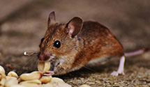 24 Hour & Emergency Exterminators in Patricia, SD